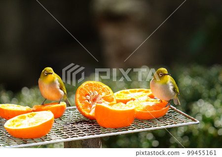 可愛的小綠鳥白眼居然有嚇人的眼睛 99455161