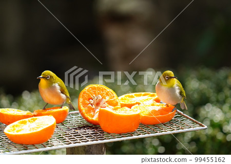 可愛的小綠鳥白眼居然有嚇人的眼睛 99455162