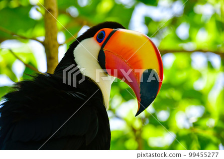 托哥巨嘴鳥 99455277