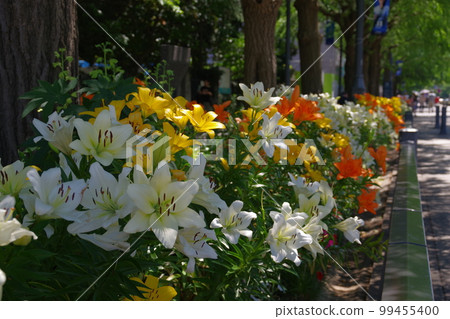 Various lilies line up in early summer on Nihon Odori 2 Various lilies line up in early summer on Nihon Odori 2 99455400