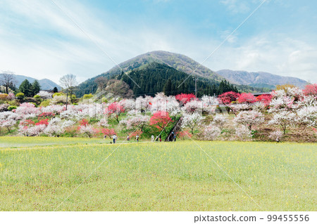阿智村、長野月川溫泉、花桃之鄉的絕景 99455556