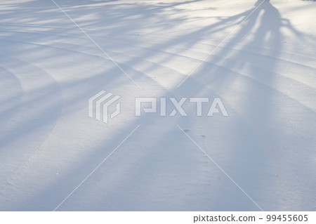 tree shadow in the snow tree shadow in the snow 99455605