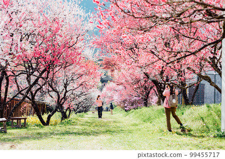 阿智村、長野月川溫泉、花桃之鄉的絕景 阿智村、長野月川溫泉、花桃之鄉的絕景 99455717