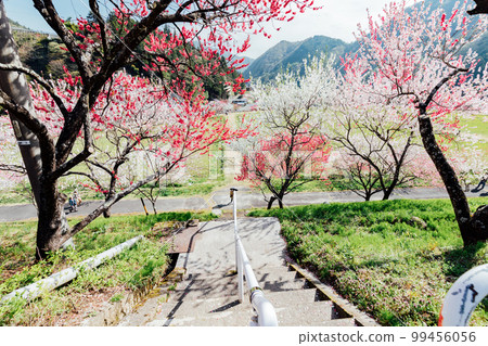 阿智村、長野月川溫泉、花桃之鄉的絕景 阿智村、長野月川溫泉、花桃之鄉的絕景 99456056