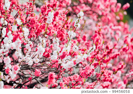 Achi Village, Nagano Tsukikawa Onsen, a superb view of Hanamomo no Sato 99456058