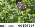 Flower of potato in spring. Ukrainian agriculture landscape. 99456316
