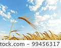 A field of golden color with ripe wheat and blue sky with clouds over it. Field of Southern Ukraine with a harvest. Ukrainian agriculture landscape. 99456317