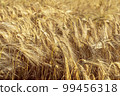 A field of golden color with ripe wheat. Field of Southern Ukraine with a harvest. Ukrainian agriculture landscape. 99456318