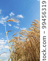 A field of golden color with ripe wheat and blue sky with clouds over it. Field of Southern Ukraine with a harvest. Ukrainian agriculture landscape. 99456319