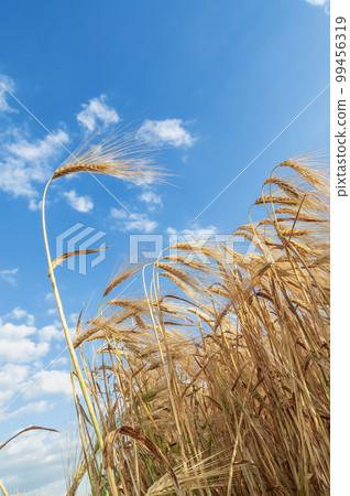 A field of golden color with ripe wheat and blue sky with clouds over it. Field of Southern Ukraine with a harvest. Ukrainian agriculture landscape. A field of golden color with ripe wheat and blue sky with clouds over it. Field of Southern Ukraine with a harvest. Ukrainian agriculture landscape. 99456319