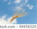 A field of golden color with ripe wheat and blue sky with clouds over it. Field of Southern Ukraine with a harvest. Ukrainian agriculture landscape. 99456320