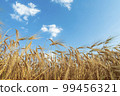 A field of golden color with ripe wheat and blue sky with clouds over it. Field of Southern Ukraine with a harvest. Ukrainian agriculture landscape. 99456321