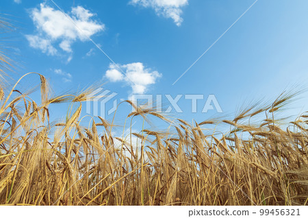 A field of golden color with ripe wheat and blue sky with clouds over it. Field of Southern Ukraine with a harvest. Ukrainian agriculture landscape. A field of golden color with ripe wheat and blue sky with clouds over it. Field of Southern Ukraine with a harvest. Ukrainian agriculture landscape. 99456321