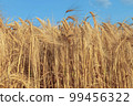 A field of golden color with ripe wheat and blue sky with clouds over it. Field of Southern Ukraine with a harvest. Ukrainian agriculture landscape. 99456322
