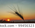 Golden harvest under blue cloudy sky on sunset. Soft focus. Ukrainian agriculture landscape. 99456323