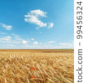 Agriculture golden color field and blue sky with clouds. Ukrainian agriculture landscape. 99456324