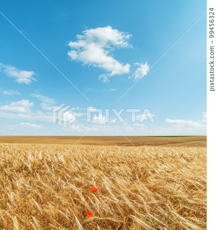 Agriculture golden color field and blue sky with clouds. Ukrainian agriculture landscape. Agriculture golden color field and blue sky with clouds. Ukrainian agriculture landscape. 99456324