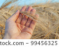Gold harvest in farmers hand. Ukrainian agriculture landscape. 99456325