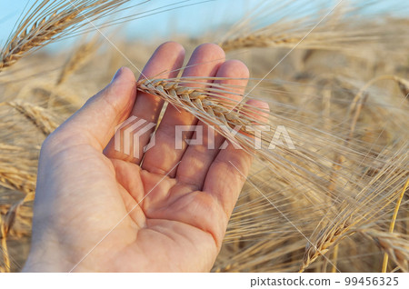 Gold harvest in farmers hand. Ukrainian agriculture landscape. 99456325