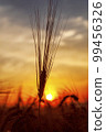 Golden harvest under dark sky on sunset. Soft focus. Ukrainian agriculture landscape. 99456326