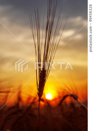 Golden harvest under dark sky on sunset. Soft focus. Ukrainian agriculture landscape. 99456326