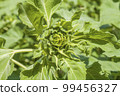 Young green sunflower on the spring field closeup. Ukrainian agriculture landscape. 99456327