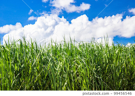 夏天的甘蔗 99456546