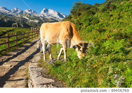 Asturian Mountain cattle cow sits on the lawn in a national park 99456769