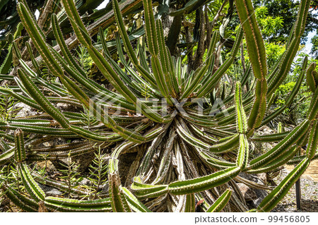 Beautiful view of the flora in the Botanical Garden, Jardim Botanico of Rio de Janeiro, Brazil Beautiful view of the flora in the Botanical Garden, Jardim Botanico of Rio de Janeiro, Brazil 99456805