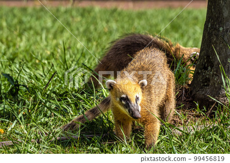 South American Coati, Ring-tailed Coati, Nasua nasua at Iguazu Falls, Puerto Iguazu, Argentina 99456819