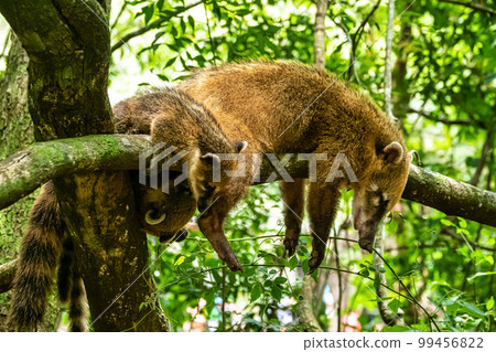 South American Coati, Ring-tailed Coati, Nasua nasua at Iguazu Falls, Puerto Iguazu, Argentina South American Coati, Ring-tailed Coati, Nasua nasua at Iguazu Falls, Puerto Iguazu, Argentina 99456822