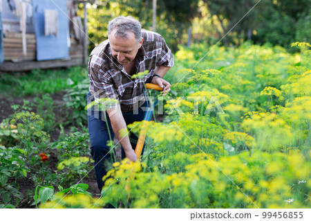 man farmer digging in his estate garden 99456855