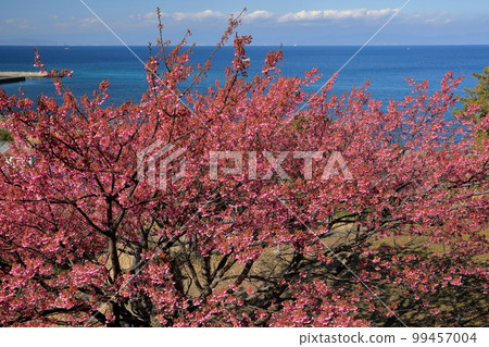 Yagisawa, Izu City, Shizuoka Prefecture: The view of Suruga Bay beyond the Doi cherry blossoms from the hill behind Tenjin Shrine 99457004