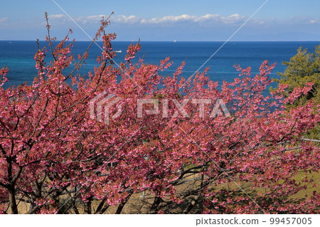 Yagisawa, Izu City, Shizuoka Prefecture: The view of Suruga Bay beyond the Doi cherry blossoms from the hill behind Tenjin Shrine Yagisawa, Izu City, Shizuoka Prefecture: The view of Suruga Bay beyond the Doi cherry blossoms from the hill behind Tenjin Shrine 99457005