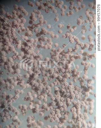 Aspergillus niger with many spores Aspergillus niger with many spores 99457076