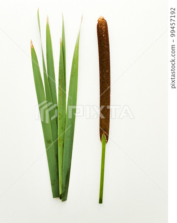 Bulrush cattail on white Bulrush cattail on white 99457192
