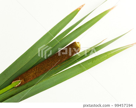 Bulrush cattail on white 99457194
