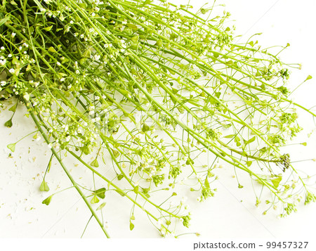 Shepherd's purse herb 99457327