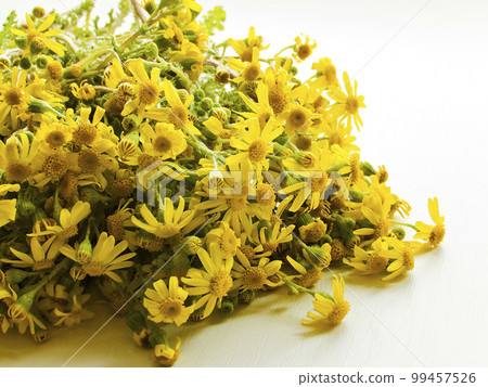 Ragwort flowers on white Ragwort flowers on white 99457526