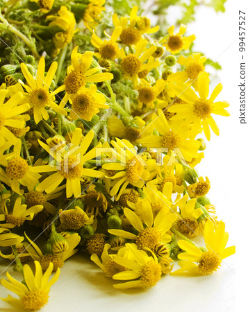 Ragwort flowers on white Ragwort flowers on white 99457527