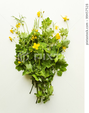 Celandines plant on white 99457528