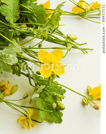 Celandines plant on white Celandines plant on white 99457531