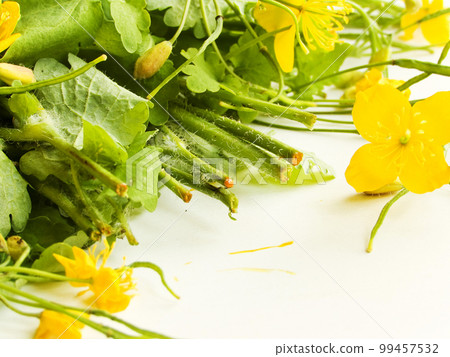 Celandines plant on white Celandines plant on white 99457532