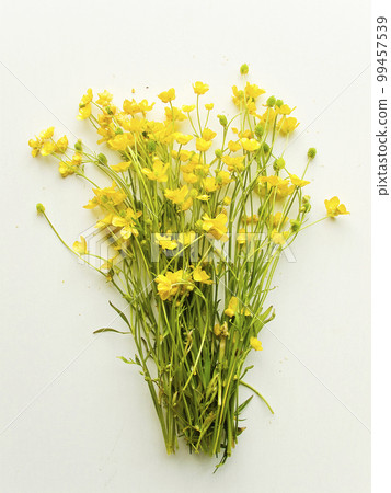 Wild buttercup flowers Wild buttercup flowers 99457539