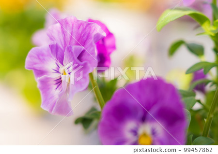 Pansy, spring color image 99457862