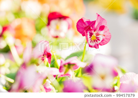 Pansy, spring color image Pansy, spring color image 99457879