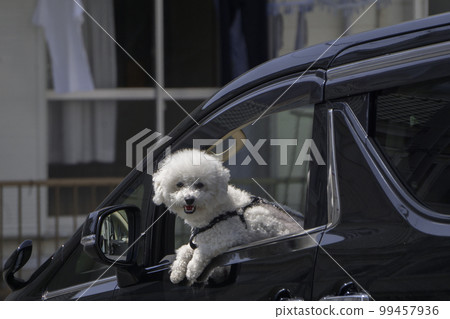 玩具貴賓犬將頭伸出車窗 99457936