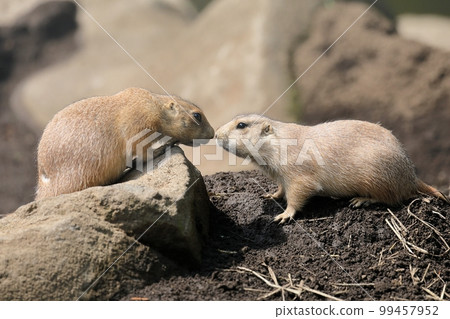 prairie dogs face to face prairie dogs face to face 99457952