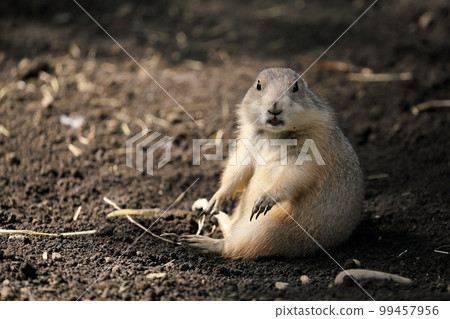 土撥鼠坐著看 99457956
