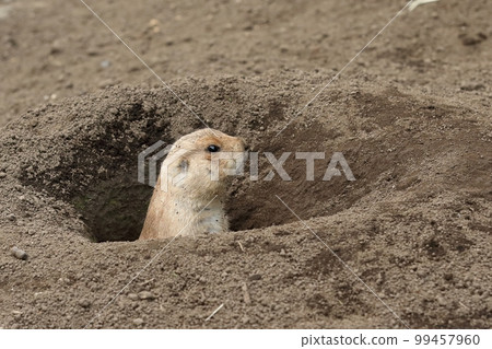Prairie dog looking out of burrow Prairie dog looking out of burrow 99457960